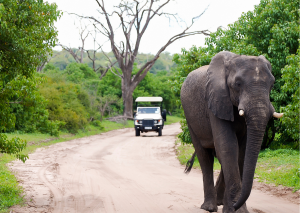 Chobe National Park_Game Drive met op weg een Olifant