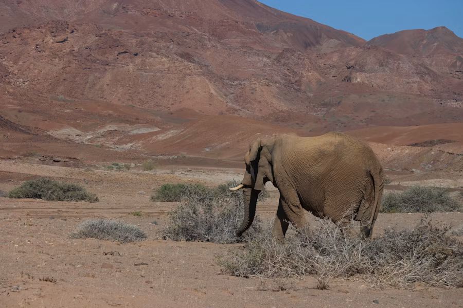 Damaraland - “Unieke woestijnolifanten in droge rivierbedding – safarihoogtepunt Namibië.”