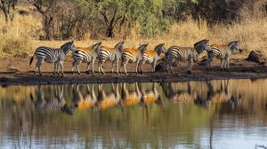 Zebras line a watering hole with dry grass in the background, their reflections adding to the natural scenery.