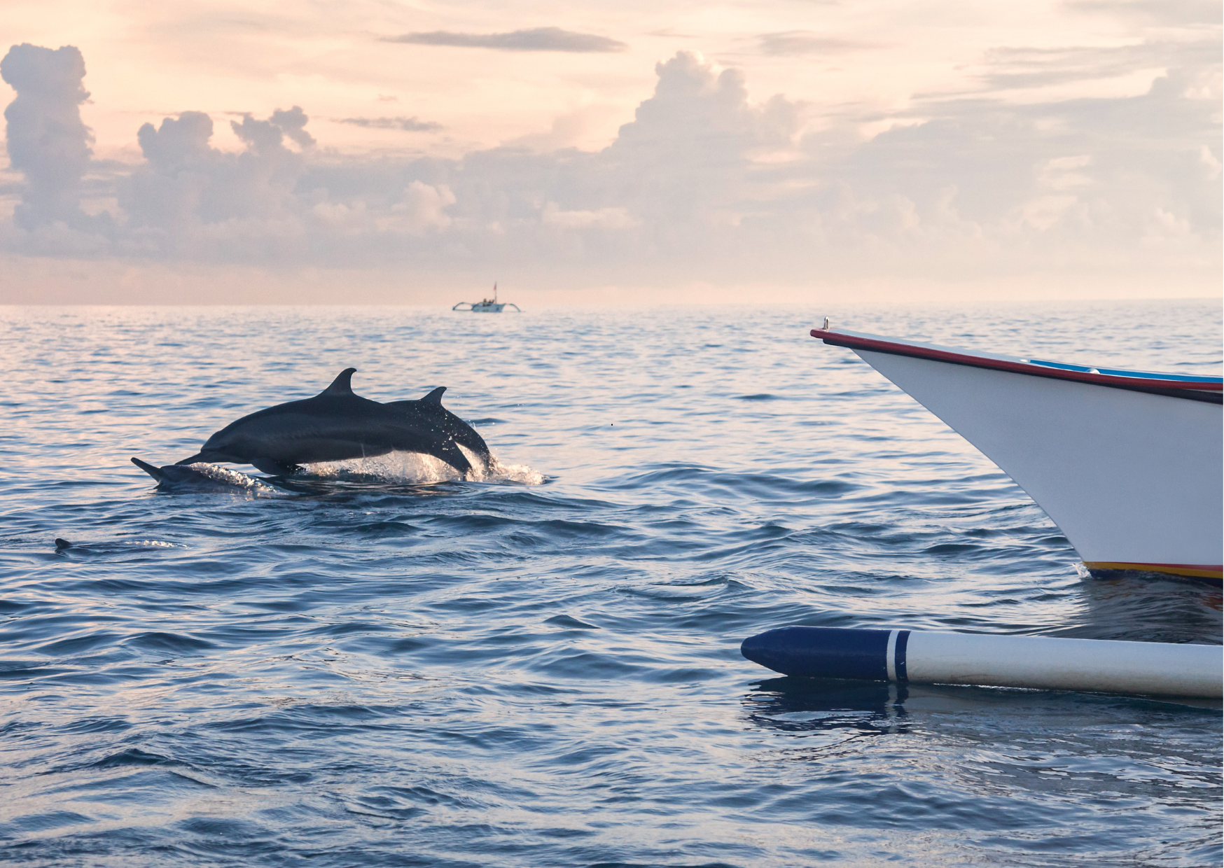 Dolfijnen zwemmend vlak voor traditionele vissersboot in Lovina Bali