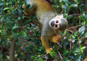 19-daagse rondreis Ecuador & de Galápagos eilanden Jungle wildlife in de Amazone van Ecuador, met tropische vogels en dieren in hun natuurlijke leefomgeving.
