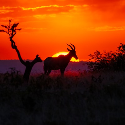 Etosha - “Gouden uur boven de savanne in Oost-Etosha – safarihoogtepunt Namibië.”