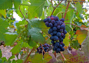 Franschhoek-Wijnranken-Zuid Afrika