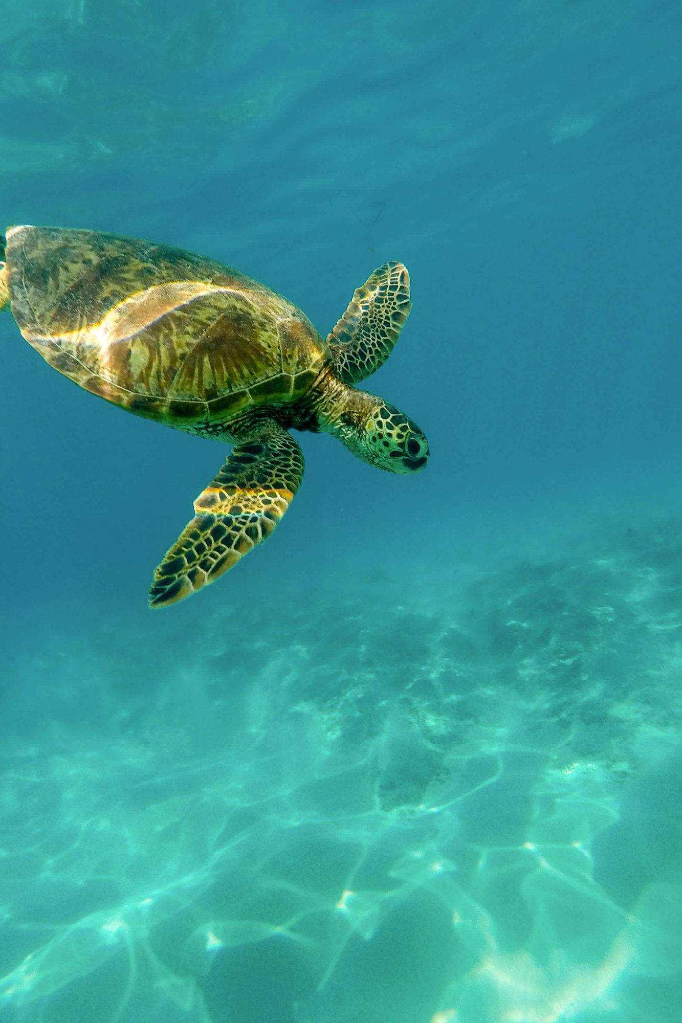 Gili Trawangan_Schildpad
