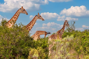 “Giraffe bij zonsondergang in Pilanesberg park”