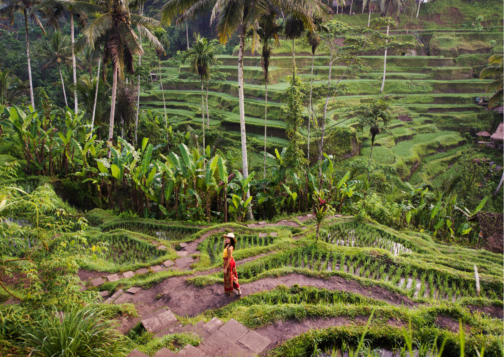 Groene Tegallalang rijstterrassen met palmbomen bij Ubud Bali