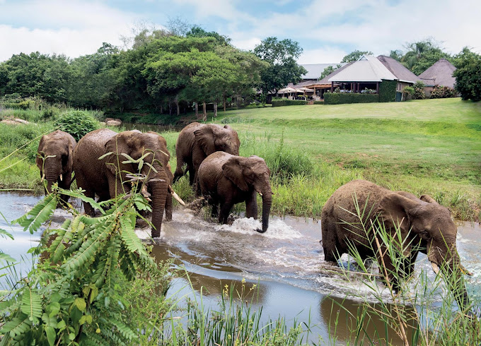 Hazyview_Hippo Hollow lodge olifanten in achtertuin