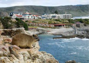 Hermanus bever op berg