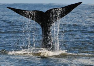 Hermanus walvis staart boven water