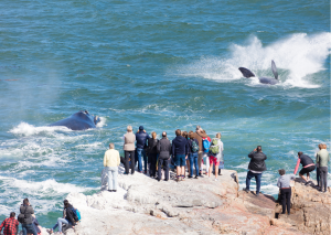 17-daagse Selfdrive Zuid-Afrika, Kaapstad & Gardenroute Hermanus walvissen in het water