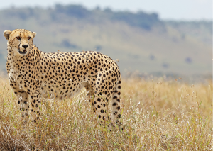 Hluhluwe_Cheetah