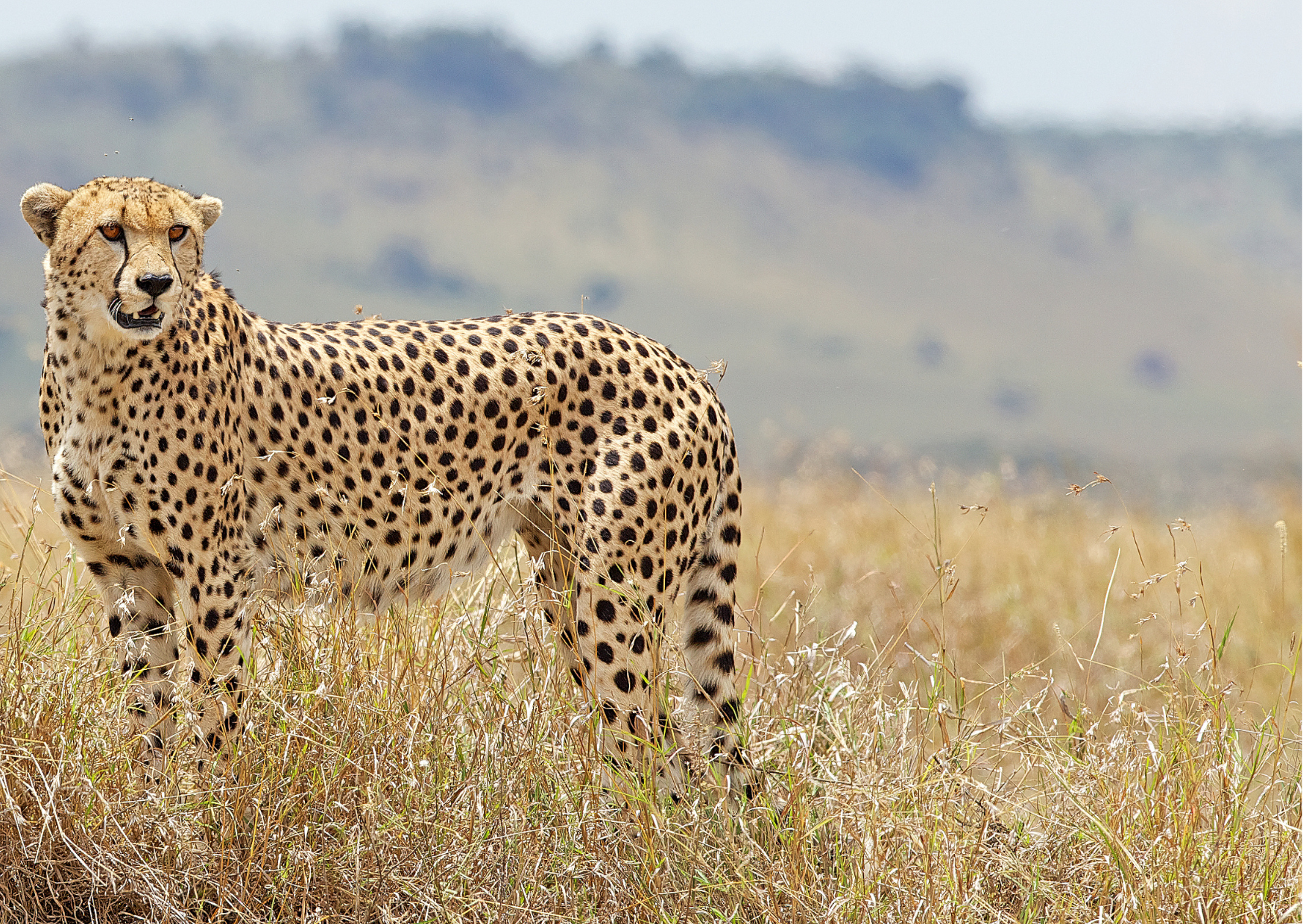 Hluhluwe_Cheetah