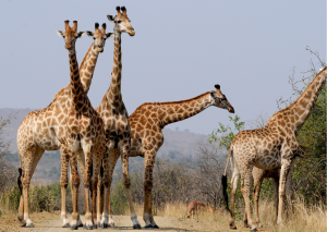 Hluhluwe_Giraffen in groep