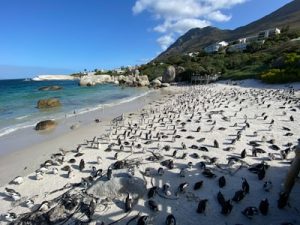 Kaapstad_Boulders beach_Pinguinkolonie_Kaapstad