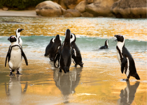Kaapstad_Pinguïns bij Boulders Beach, Zuid-Afrika