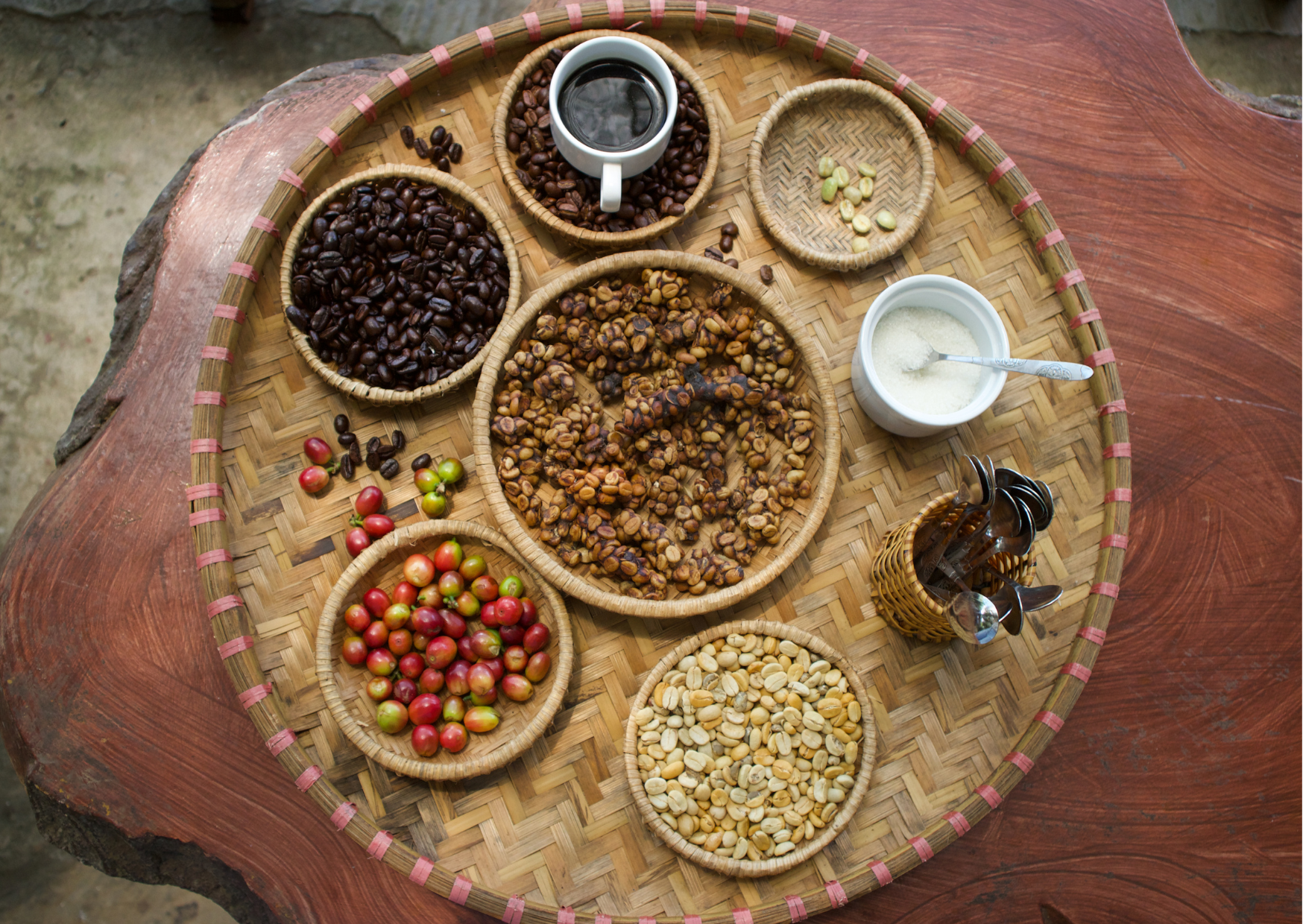 Kopi Luwak bonen op traditionele koffieplantage bij Ubud Bali