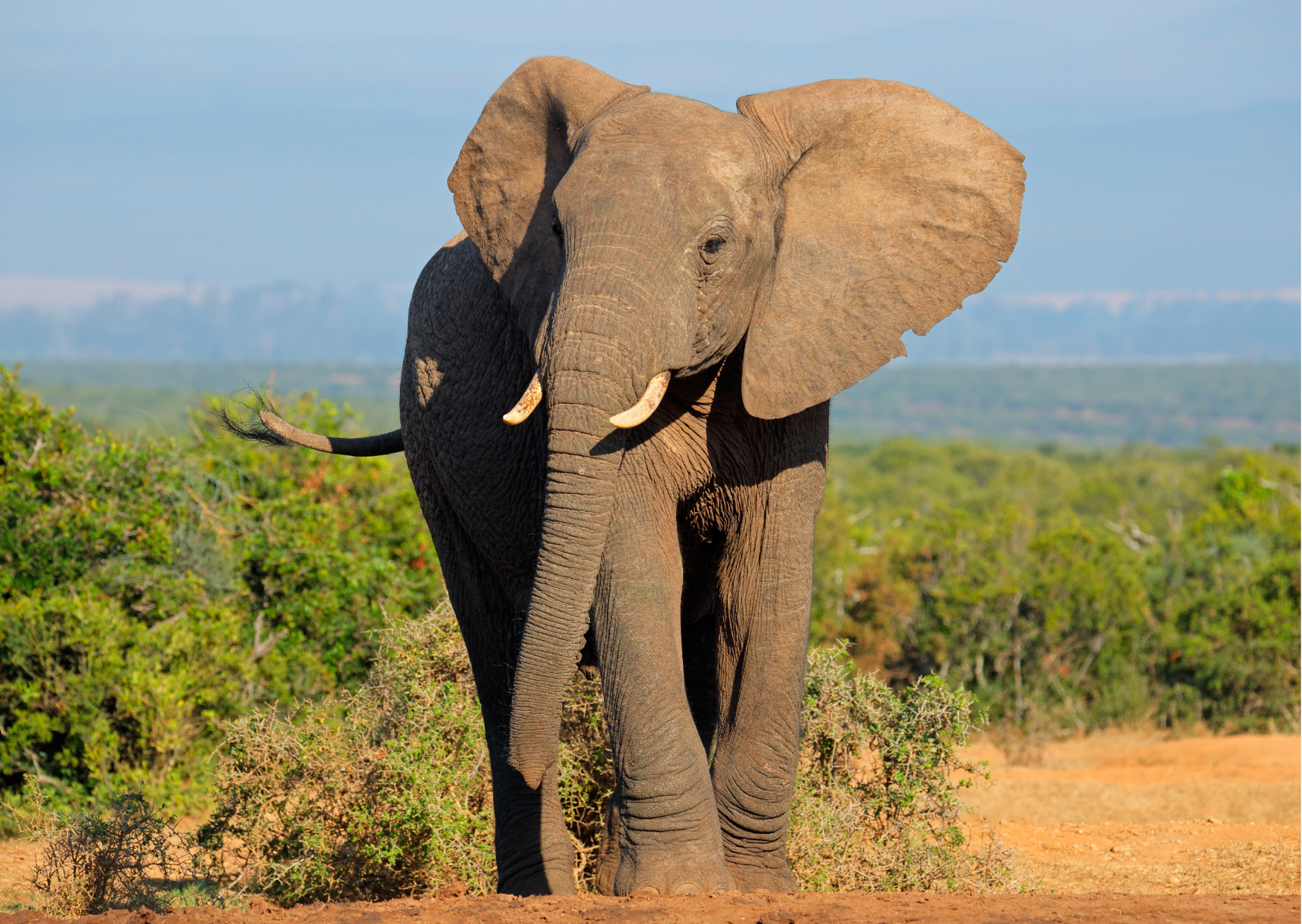 Majestueuze olifant in Kasenyi, een wildrijk deel van QENP waar je grote kuddes vaak langs de paden ziet.