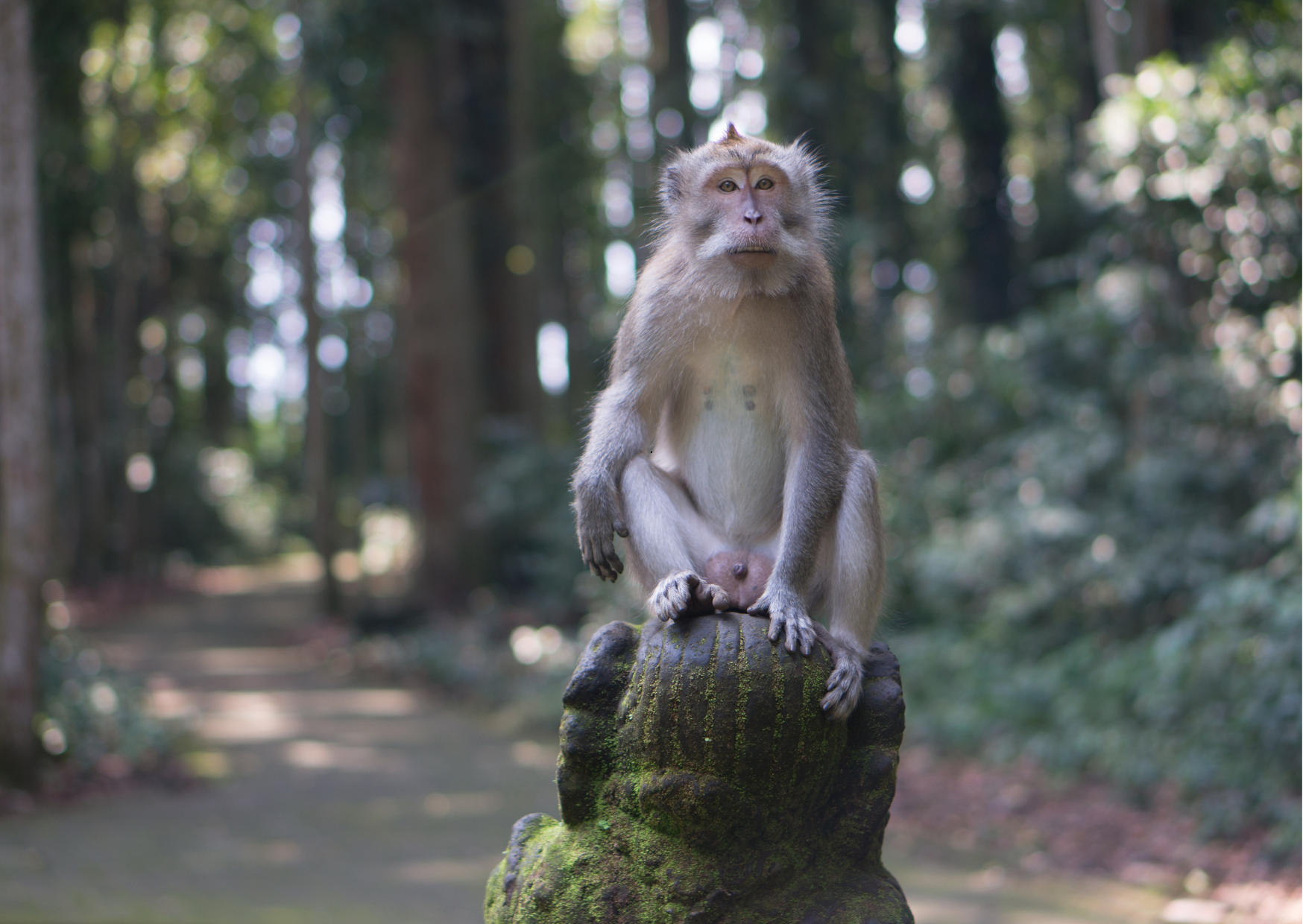 Makaak zittend op tempelmuur in Sangeh Monkey Forest