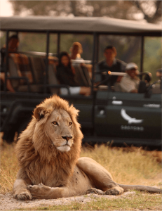 23-daagse Selfdrive Zuid-Afrika, Highlights of Zuid-Afrika Private Game Reserve_Gamedrive met zicht op Leeuw