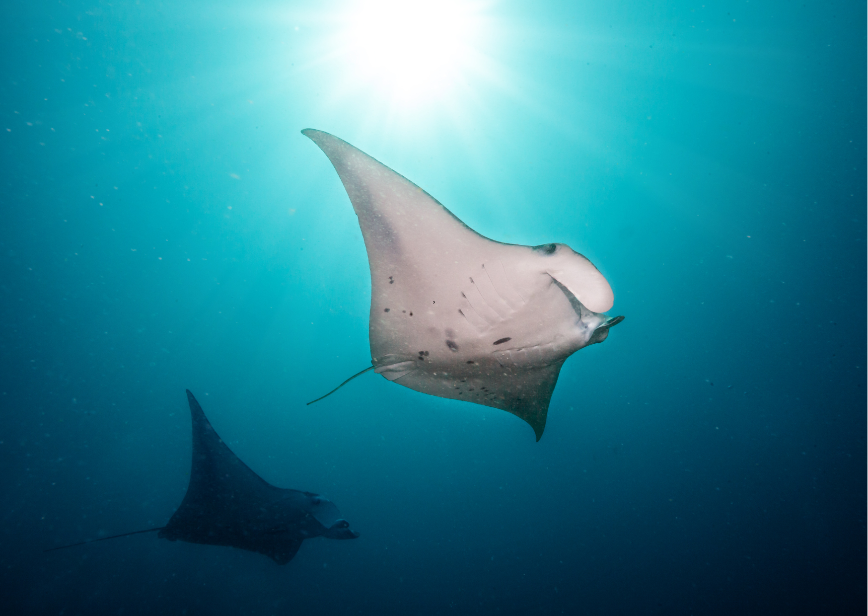 Manta rog zwemmend in helder water bij Manta Point Nusa Penida