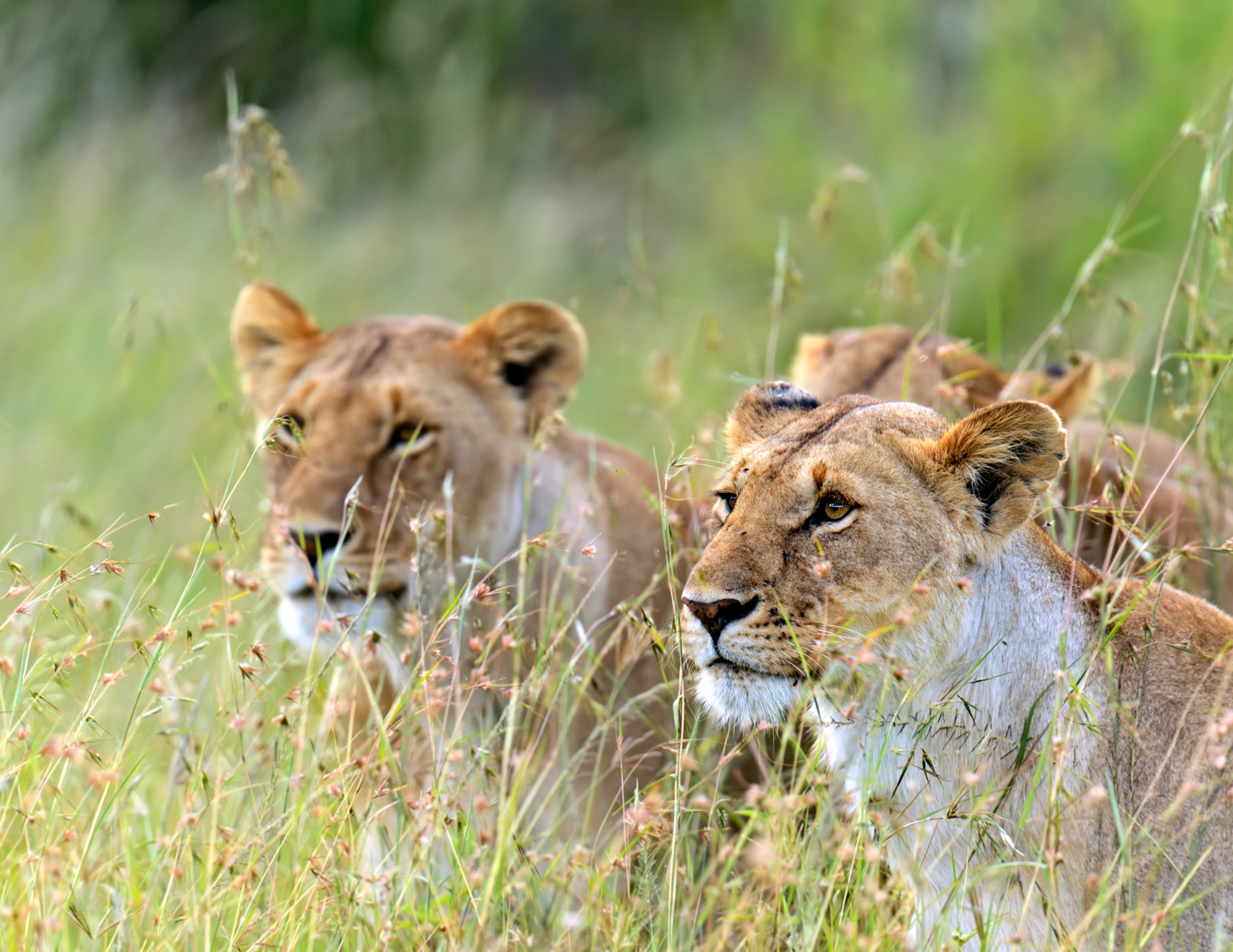 Masai Mara_Leeuwen op de loer_Tanzania