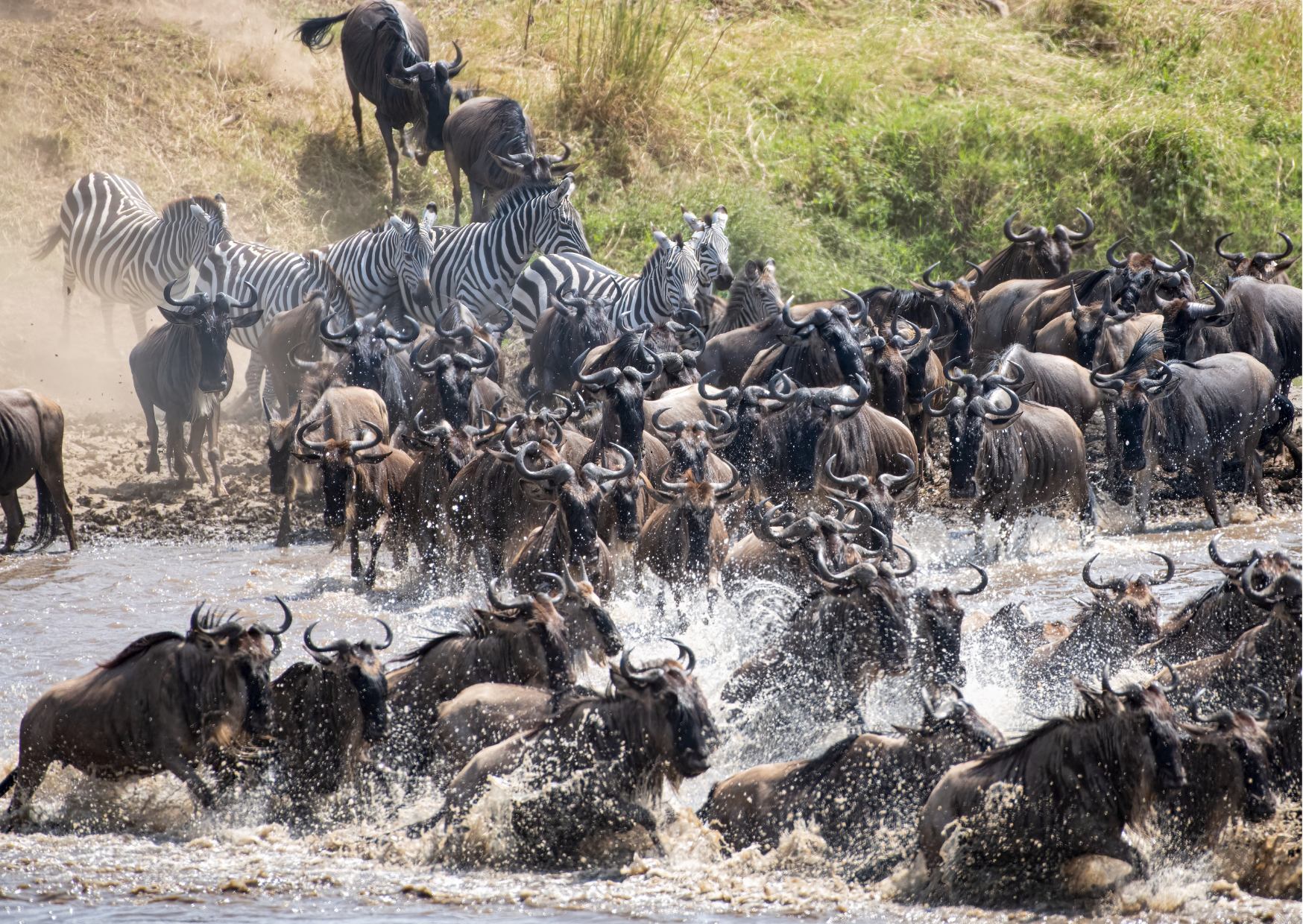 “Grote Migratie in Kenia, met duizenden gnoes en zebra’s die de Mara-rivier oversteken in de Masai Mara.”
