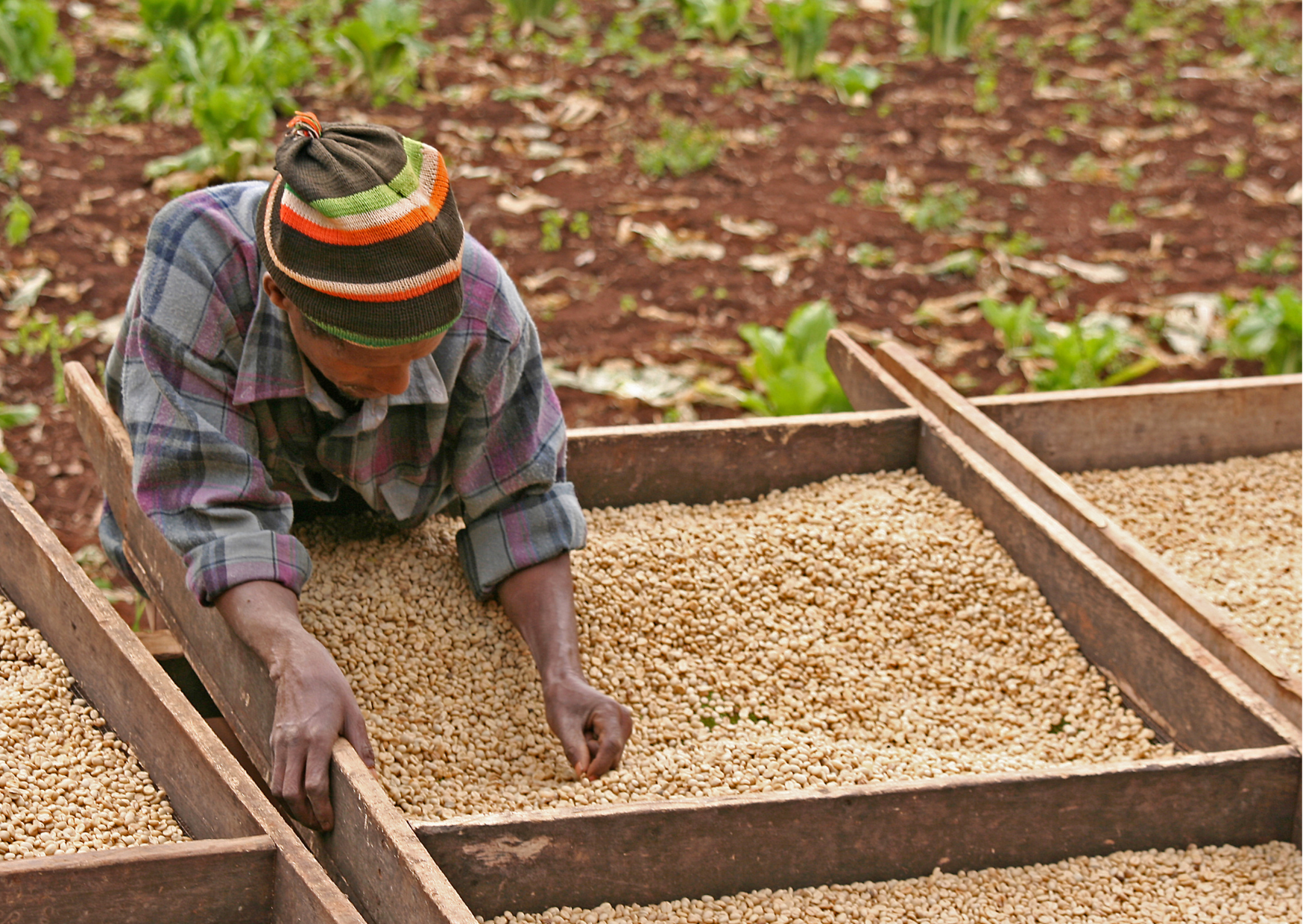 Moshi_Tanzania_Koffieplantage