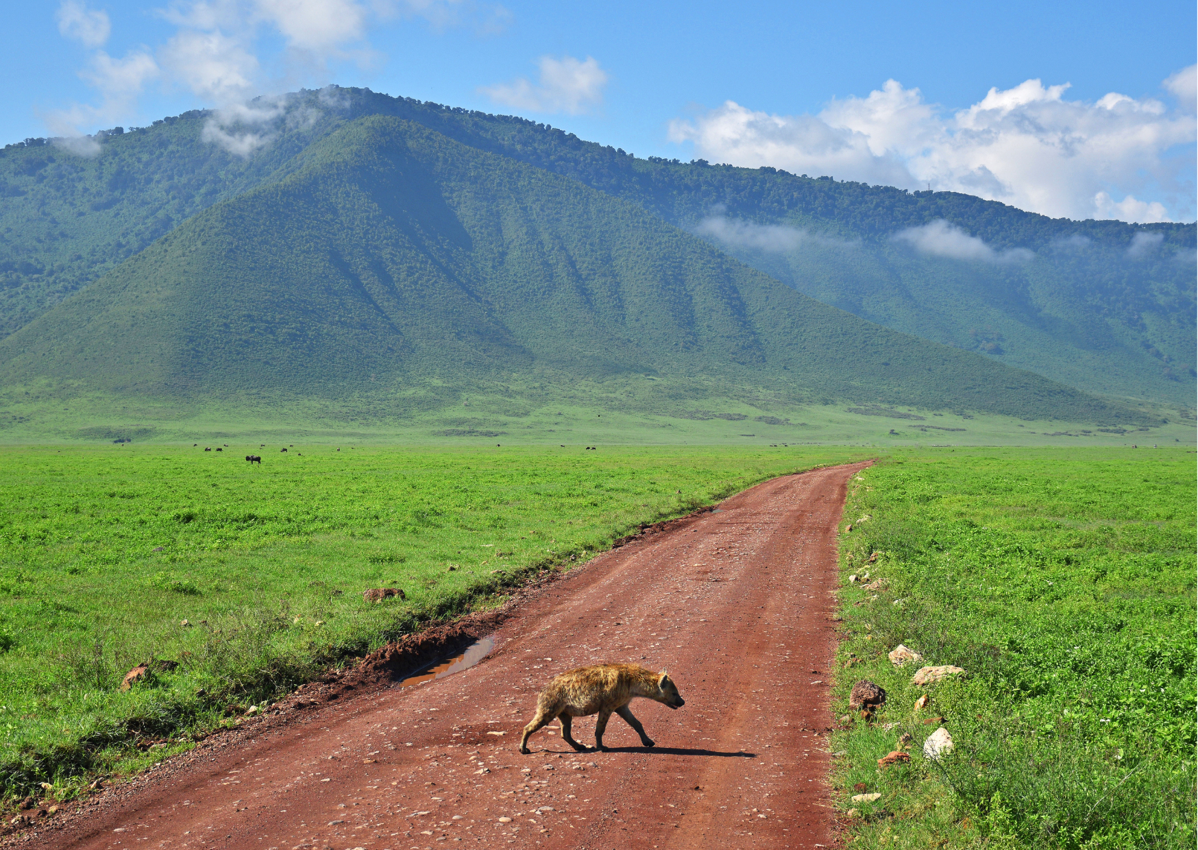 Ngorongoro Crater_Hyena op de weg
