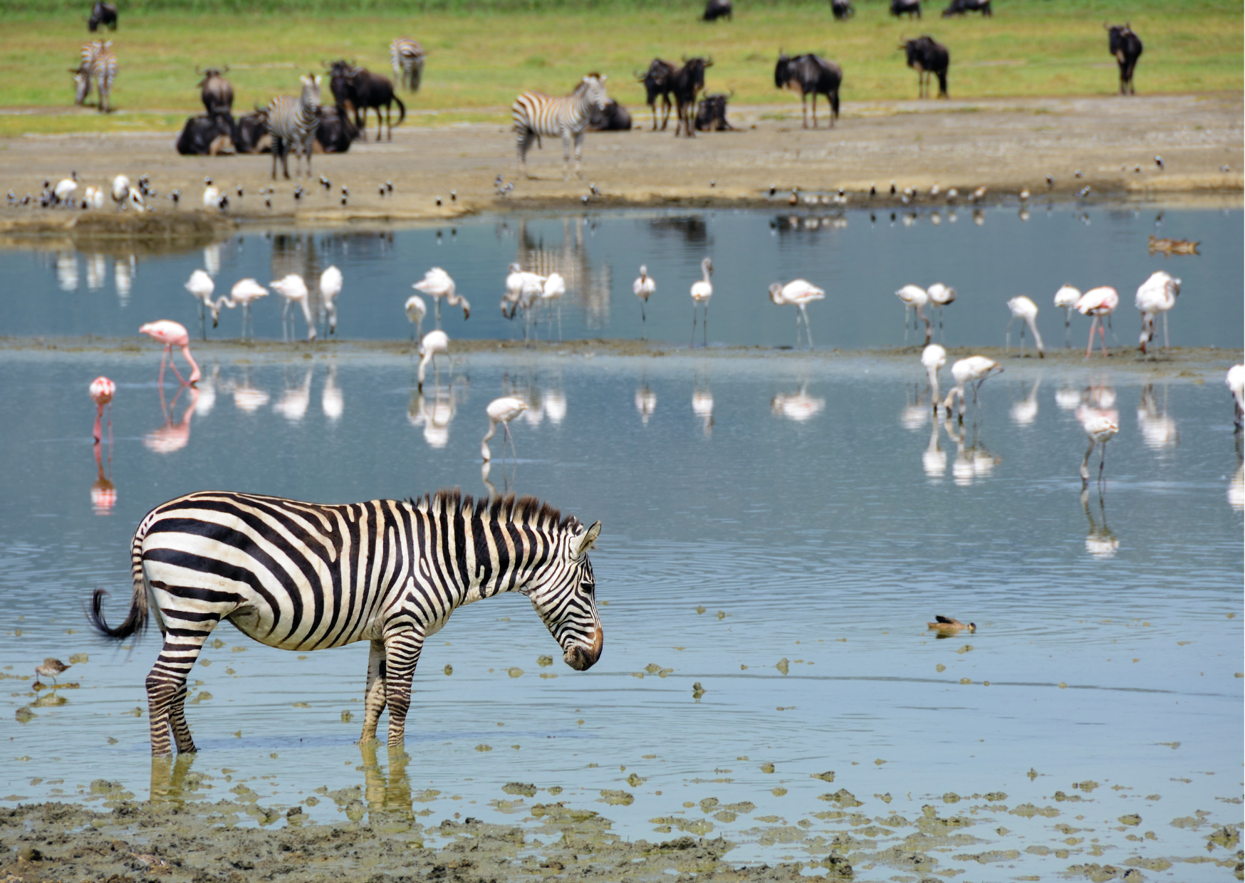 “Wildlife in de Ngorongoro Crater – safari met zicht op graslanden en moerassen”