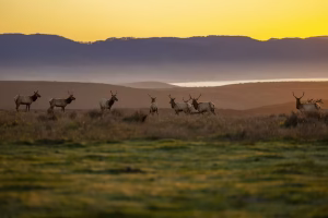 “Ochtend gamedrive in Pilanesberg Nationaal Park”