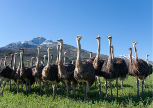 Oudtshoorn_Struisvogels op een rij met natuur op achtergrond