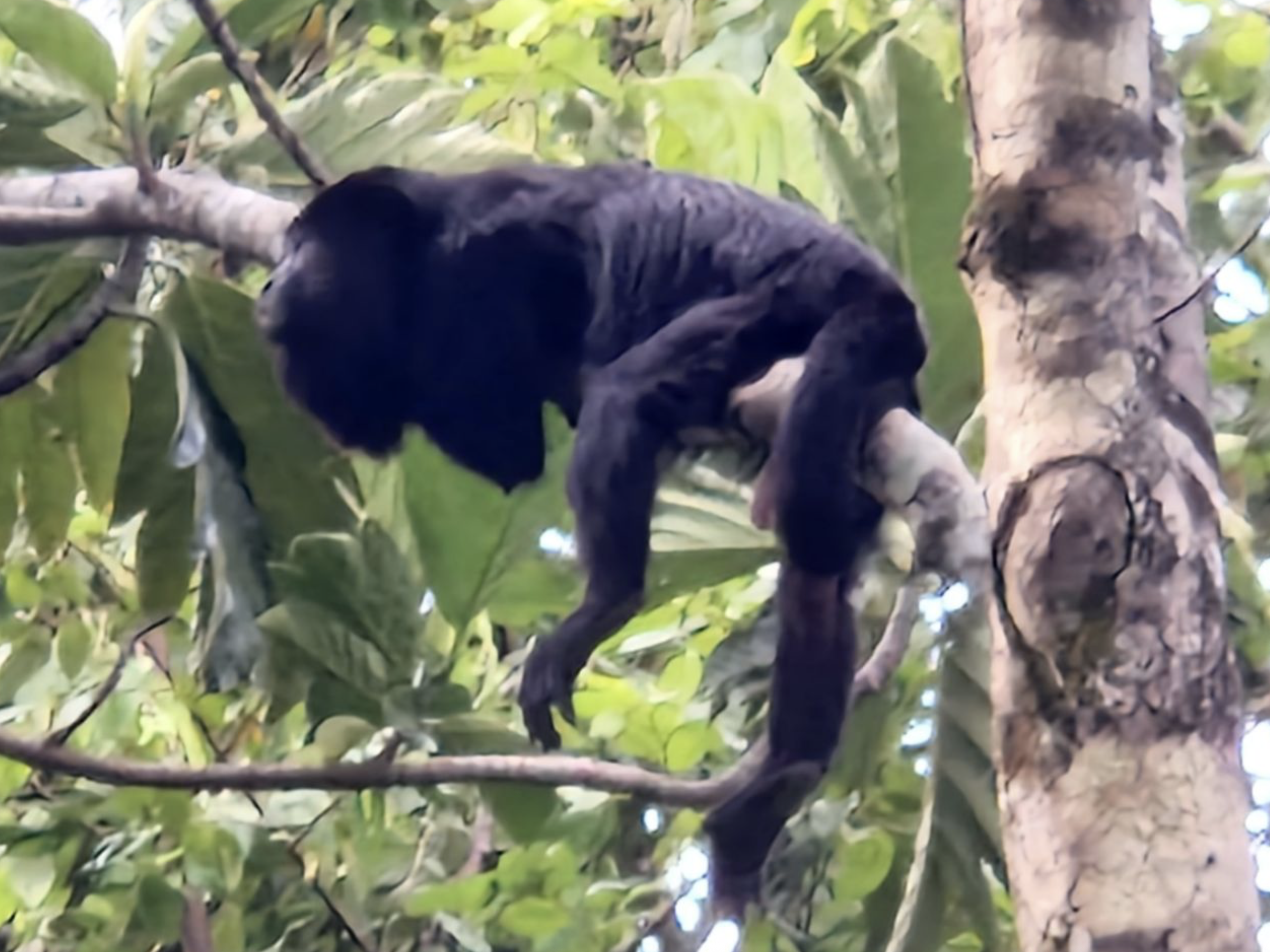 Palenque - Tijdens Begeleide Jungletocht met gids midden in de groene jungle van tropisch regenwoud Palenque.”