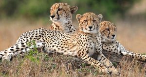 Phinda_Cheetahs in Phinda Private Game Reserve