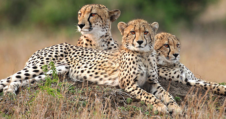 Phinda_Cheetahs in Phinda Private Game Reserve