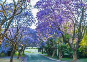 Pretoria_paarse bloemen met brede lanen_oktober en november