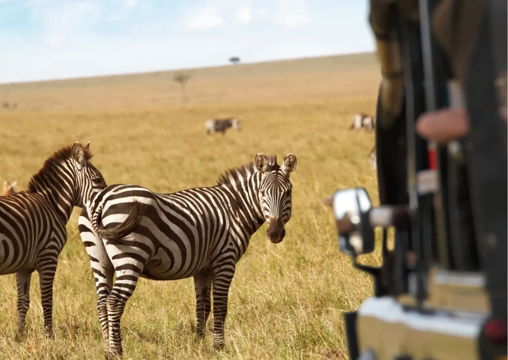 Safari in Zuid-Afrika tijdens een avontuurlijke rondreis door Afrika