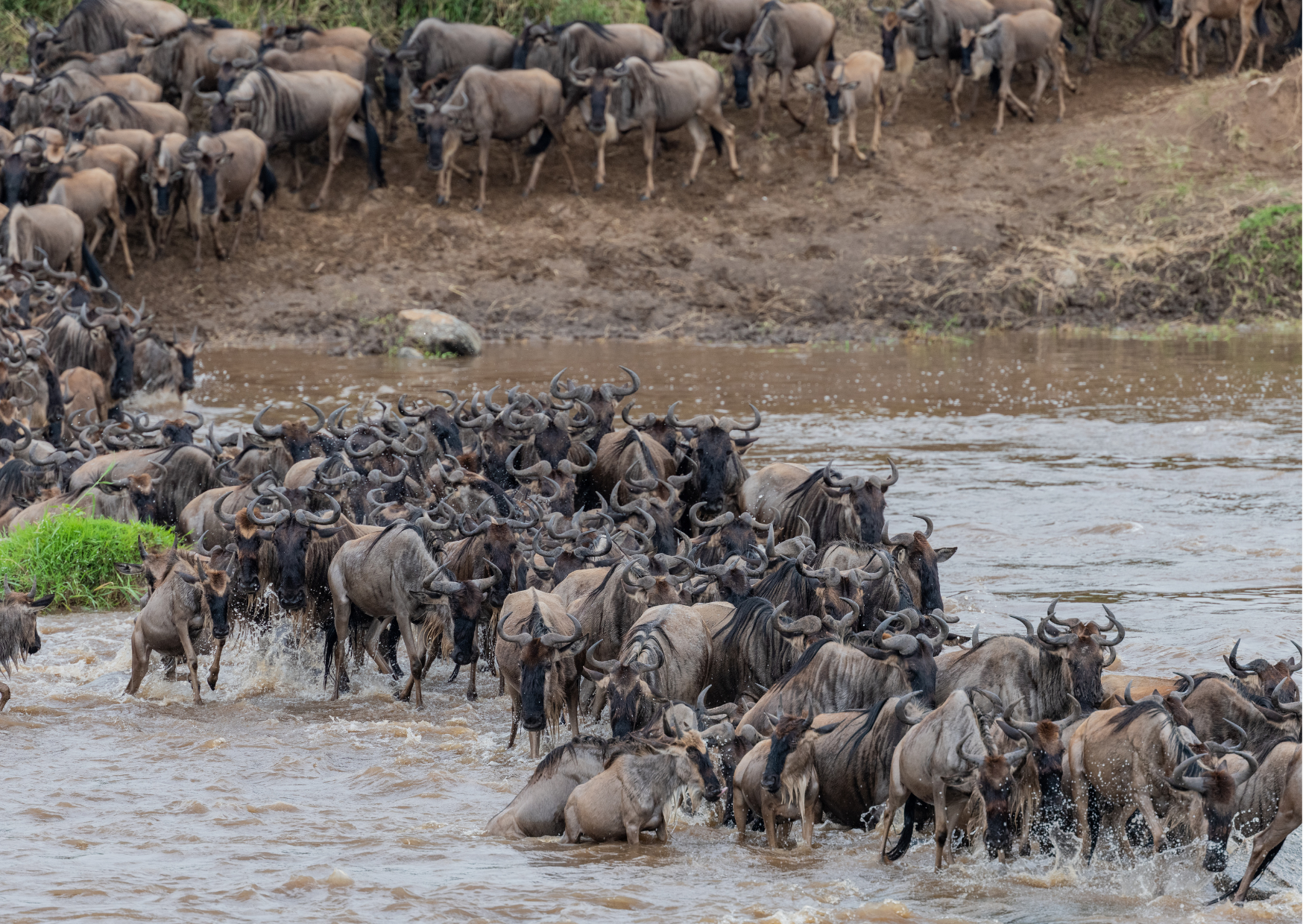 “Safari in de Serengeti – jeepspotten wildlife op de uitgestrekte savannes van Tanzania”