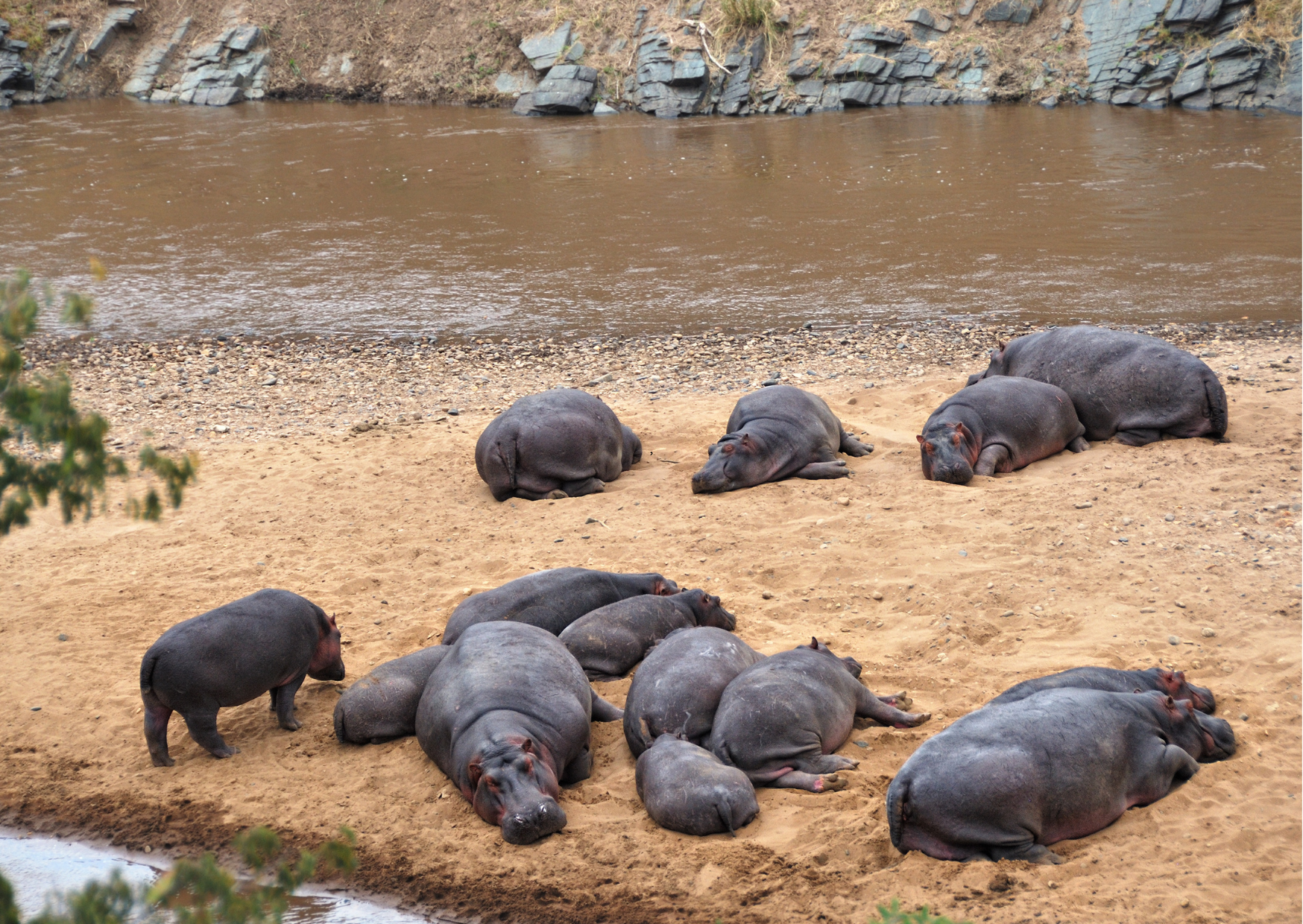 Serengeti_Hippo's liggen te zonnen rivierbedding in Tanzania