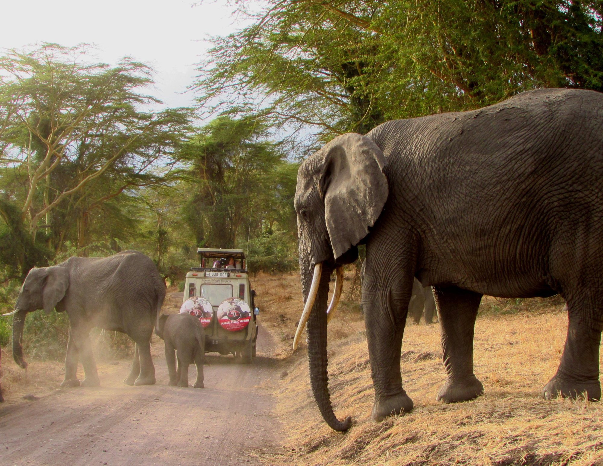 Serengeti_Olifanten tijdens gamedrive Tanzania