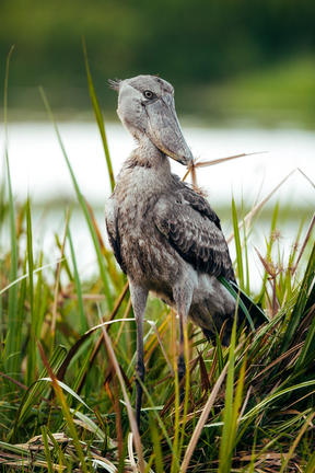 Shoebill spotted in Mabamba Swamp tijdens ochtendboottocht bij Entebbe.