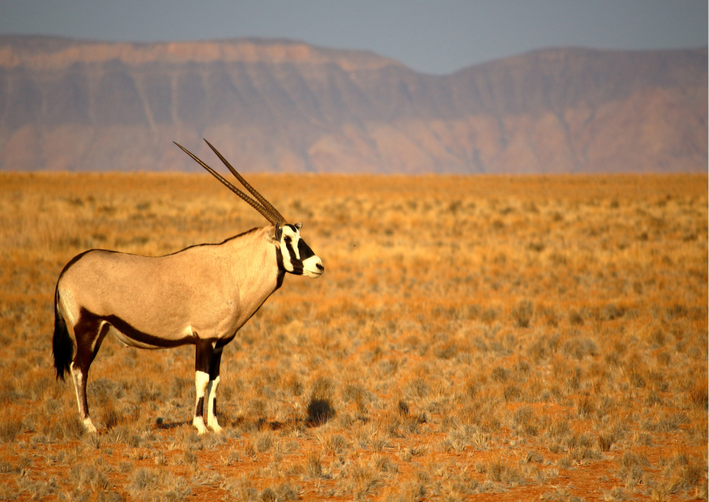 Sossusvlei_Oryx bij zonsopgang_Namibie