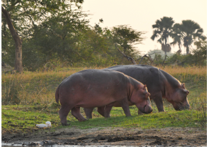 St. Lucia_Hippo grazend in gras Wetland Park