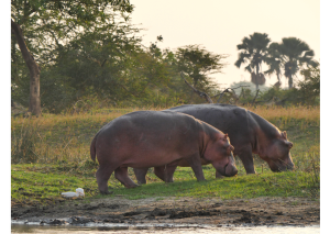 23-daagse Selfdrive Zuid-Afrika, Highlights of Zuid-Afrika St. Lucia_Hippo's grazen in het gras_Zuid-Afrika