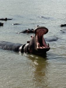 St. Lucia - nijlpaard tijdens een bootcruise