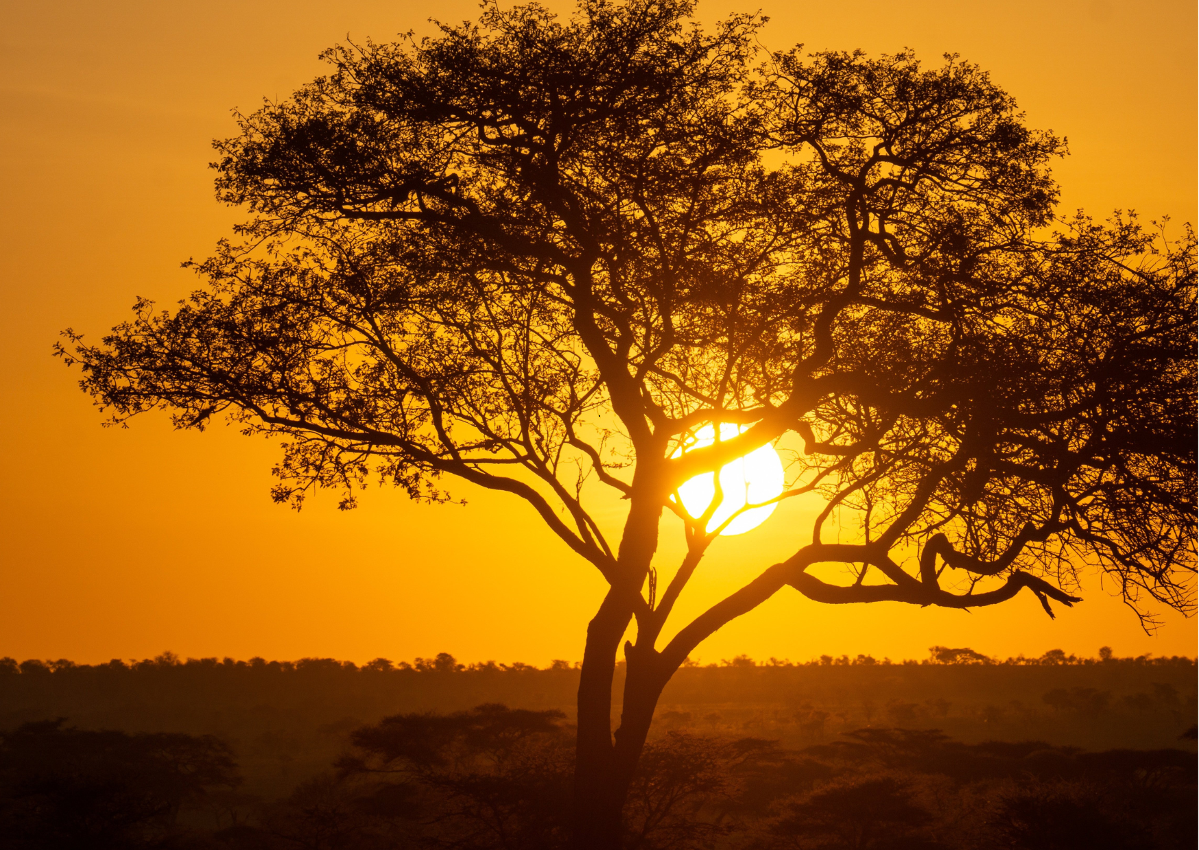 Tanzania_Baobabboom_Bij sundowner