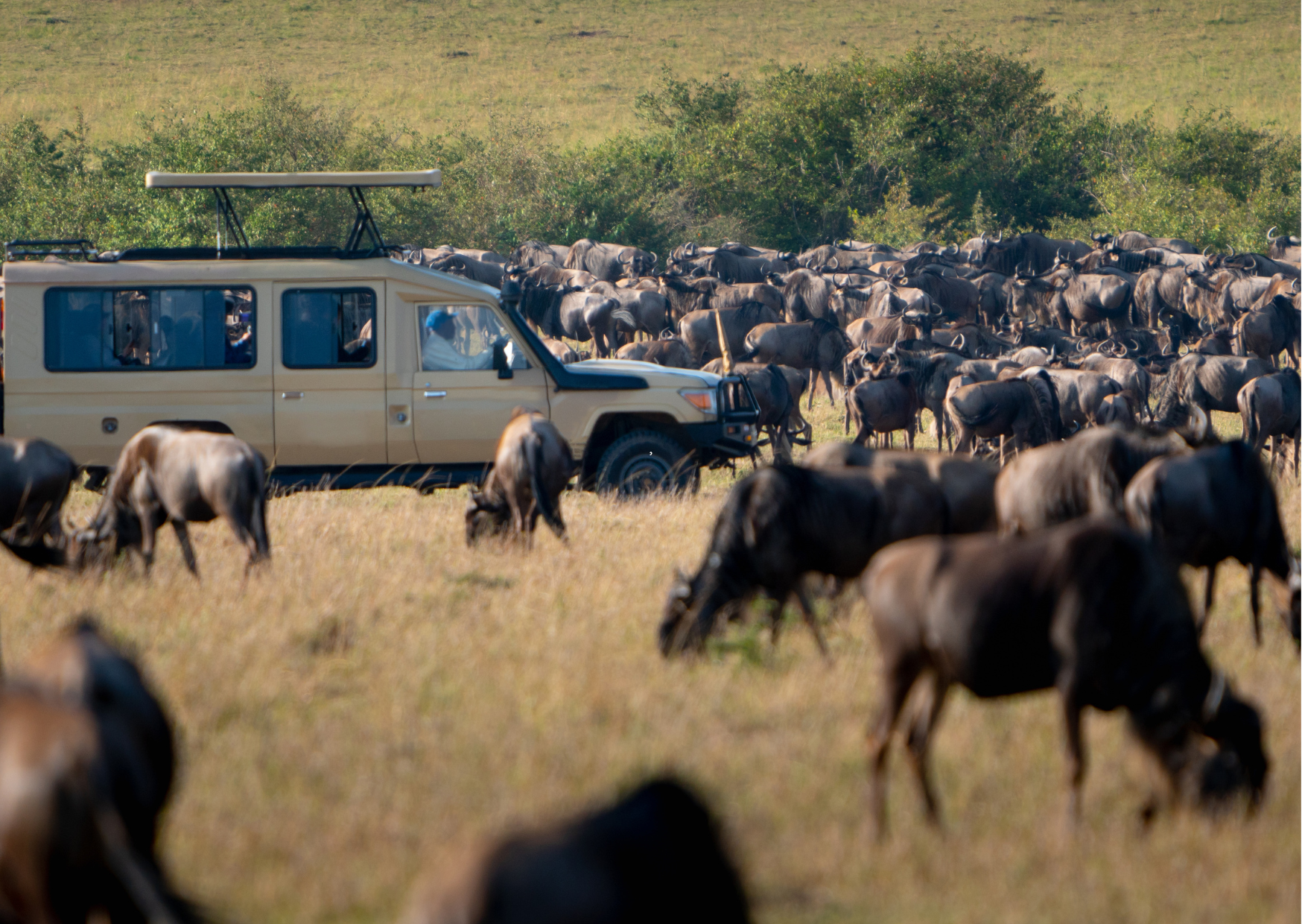 “Wildlife spotten in de Serengeti, met uitzicht op gnoes op de savanne.”