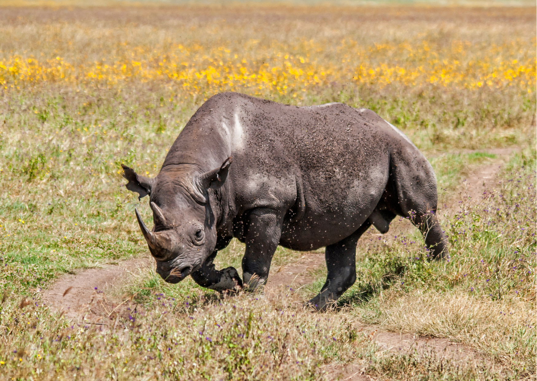 Tanzania_Mkomazi_Zwarte Neushoorn_Beschermd