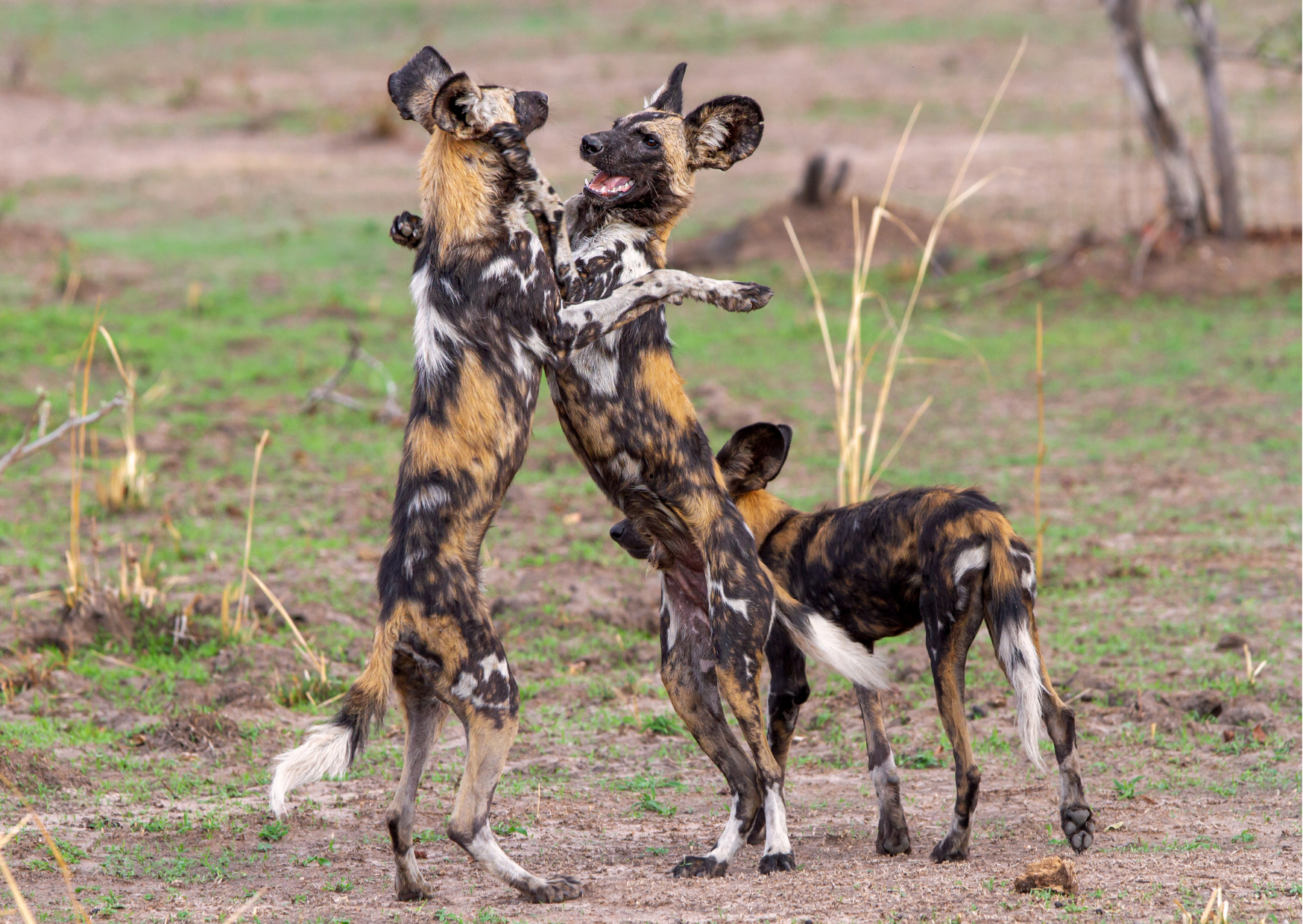 Tanzania_Wilde hond_Beschemd_Mkomazi