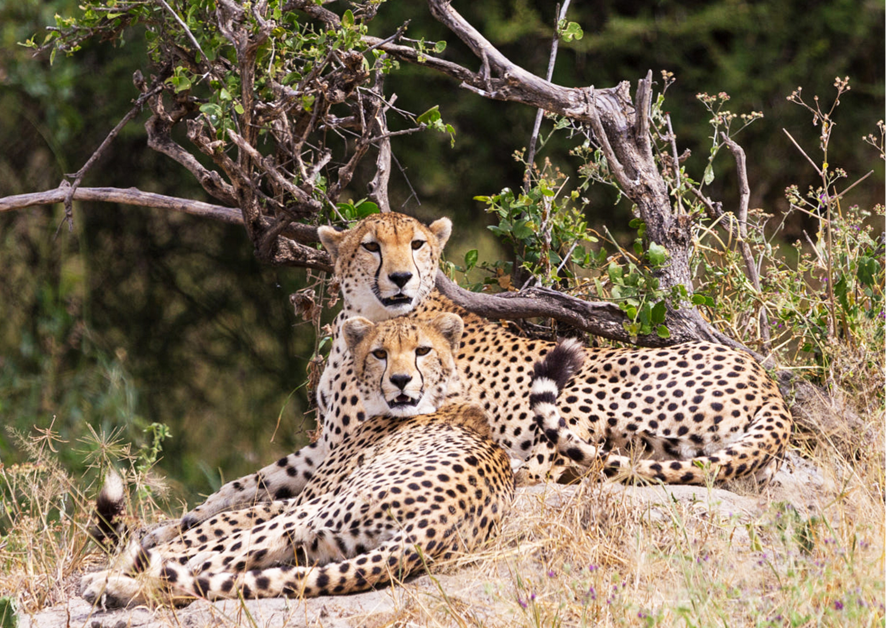 “Katachtige in Tarangire National Park in Tanzania, gespot tijdens safari”