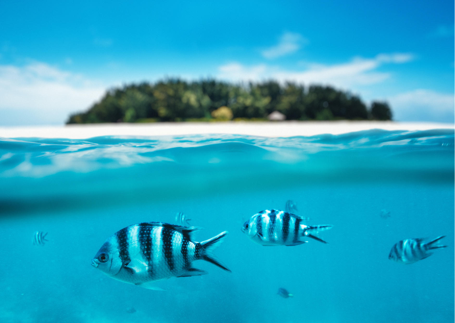 Zanzibar_Snorkeling